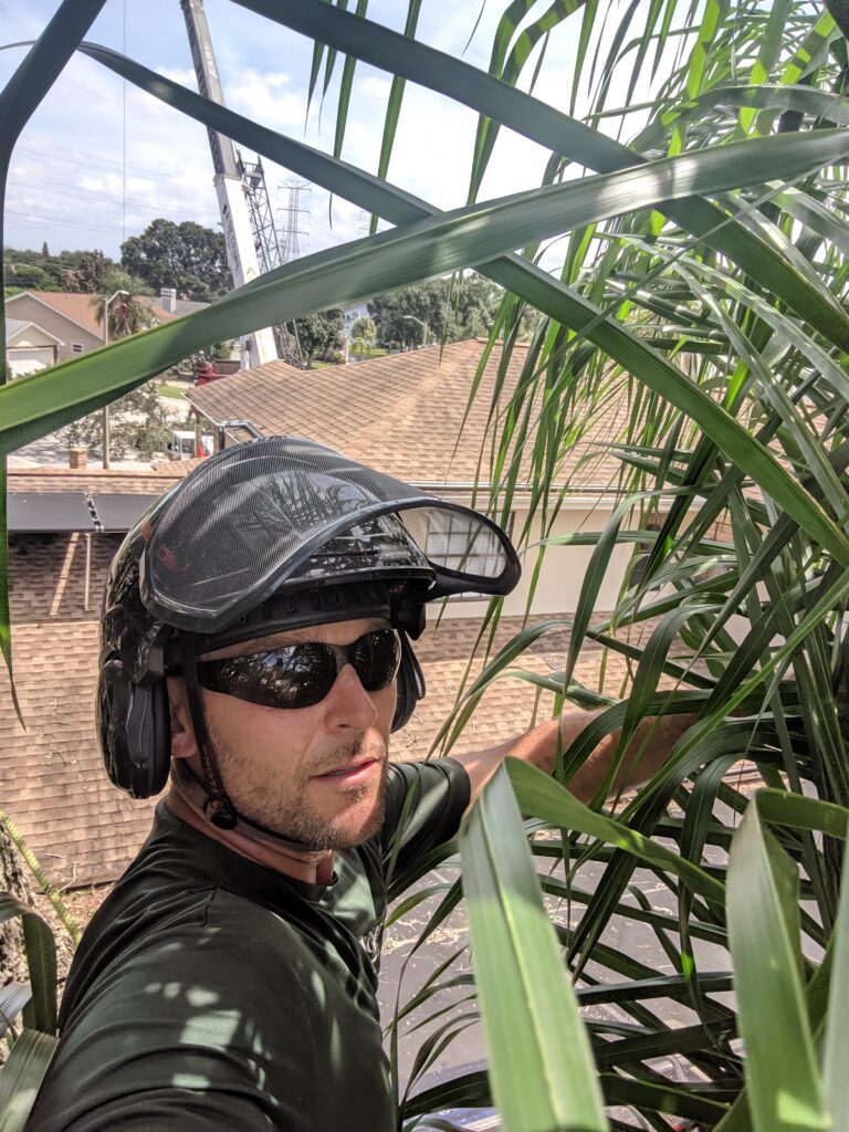 Apollo O'Neil BCMA arborist working in tree canopy Tampa Bay Florida
